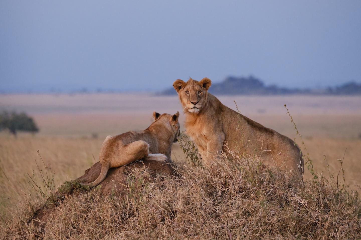 Masai Mara National Reserve