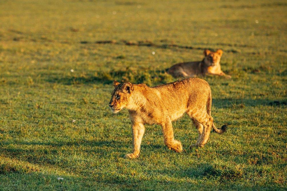 Basecamp Masai Mara