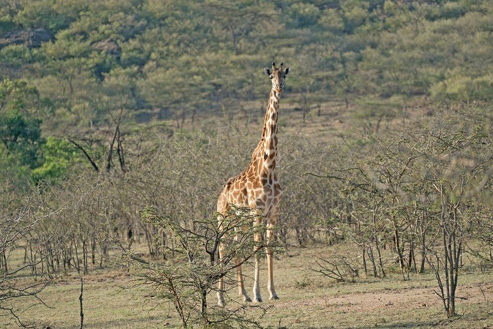 Basecamp Masai Mara