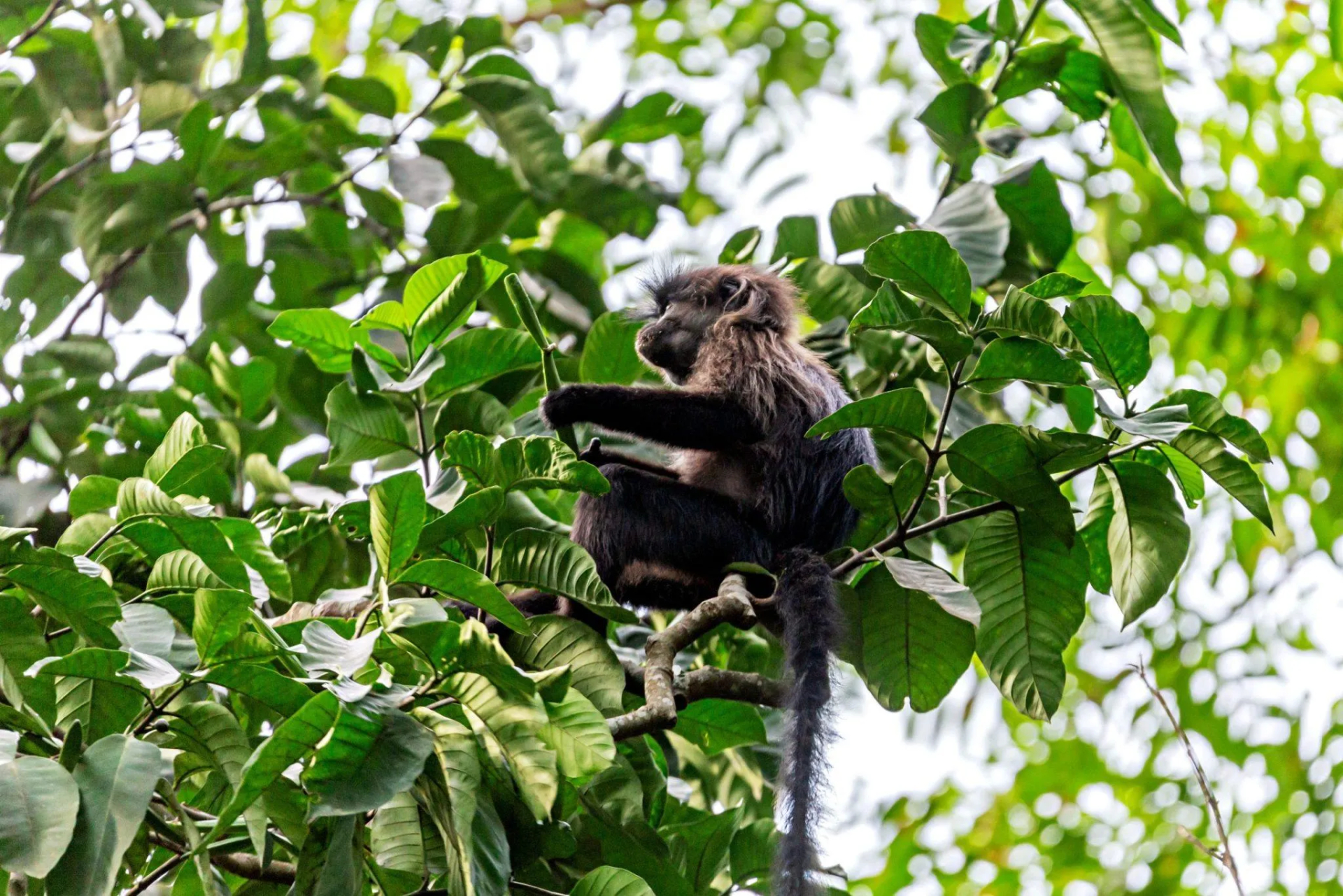 Ishasha Jungle Lodge