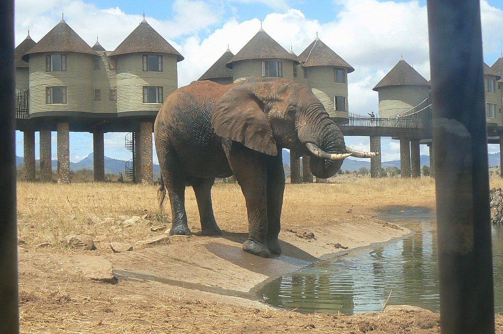 Salt Lick Safari Lodge