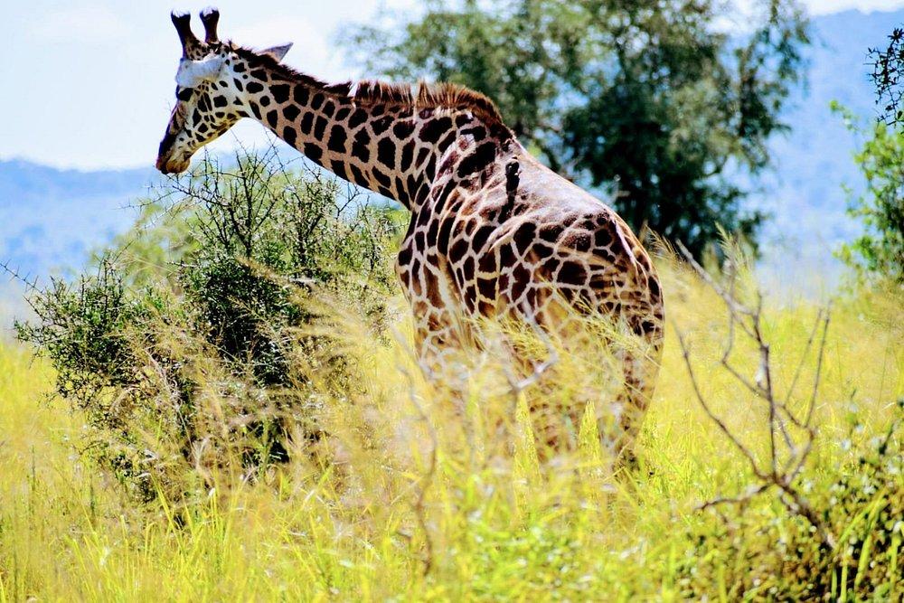 Salt Lick Safari Lodge