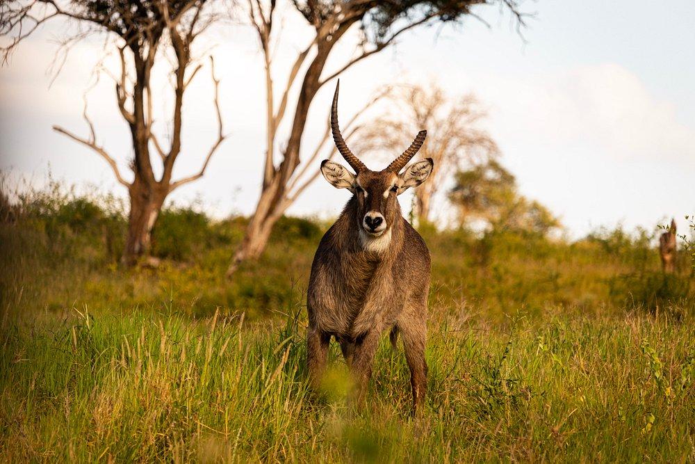 Salt Lick Safari Lodge