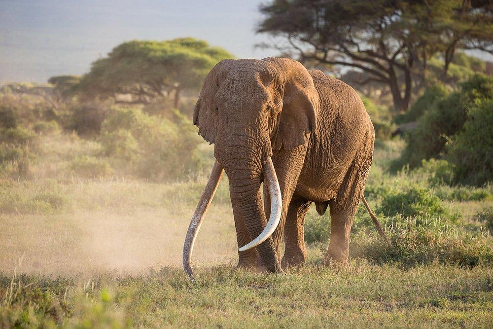 Zebra Plains Mara Camp
