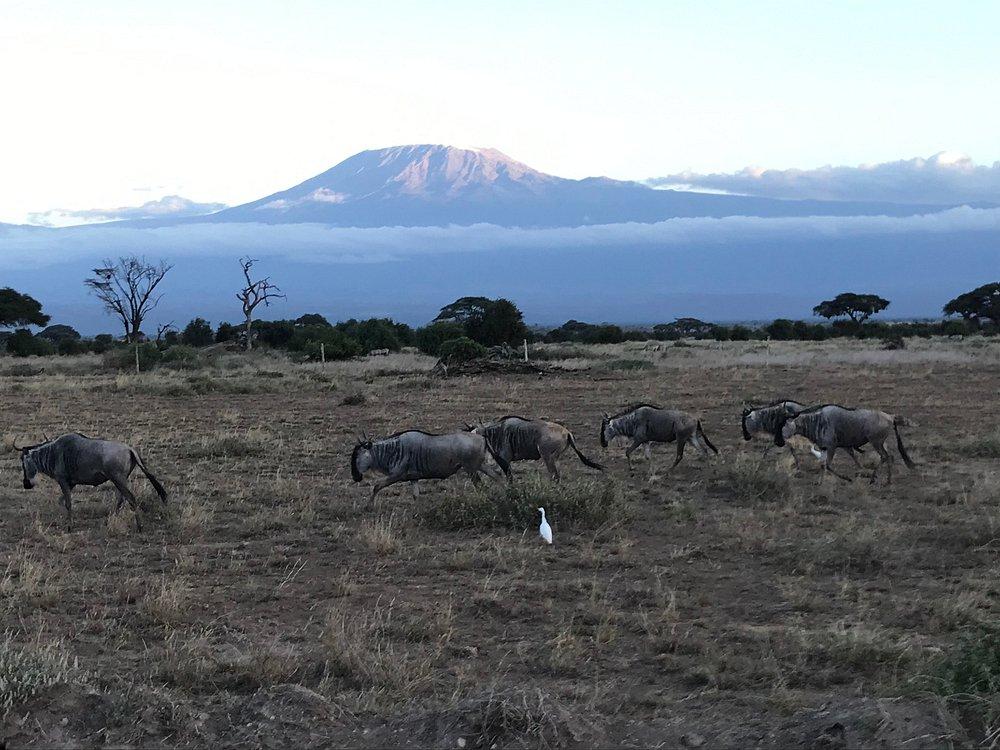 Zebra Plains Mara Camp