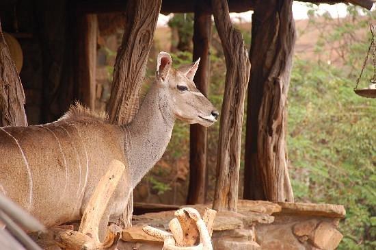 Ol Malo Lodge