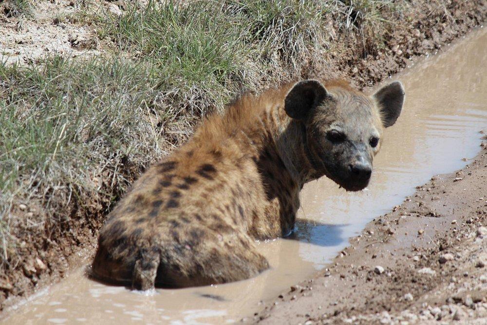 Kilima Safari Camp