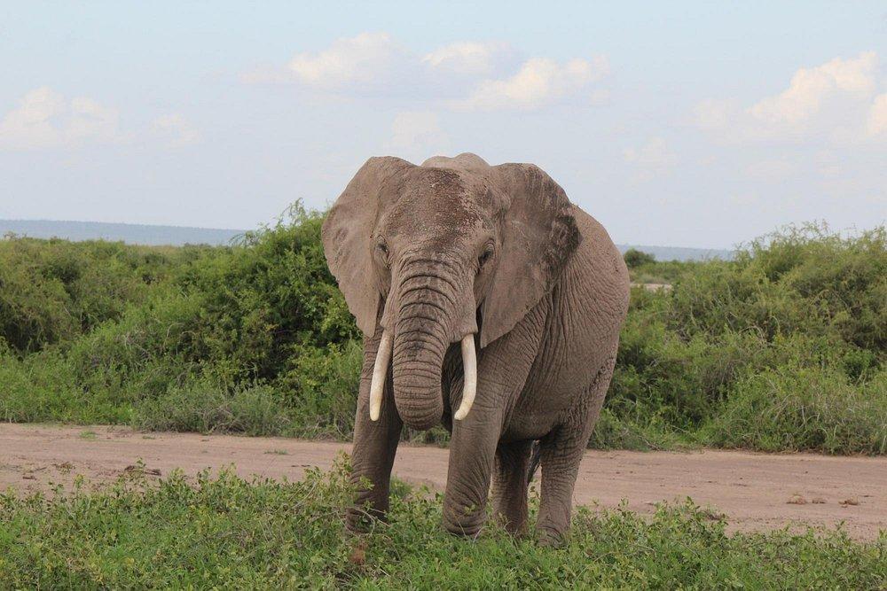 Kilima Safari Camp