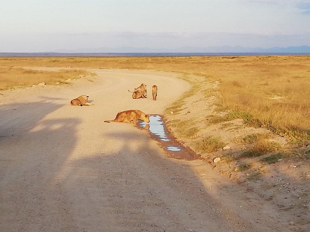 Kilima Safari Camp