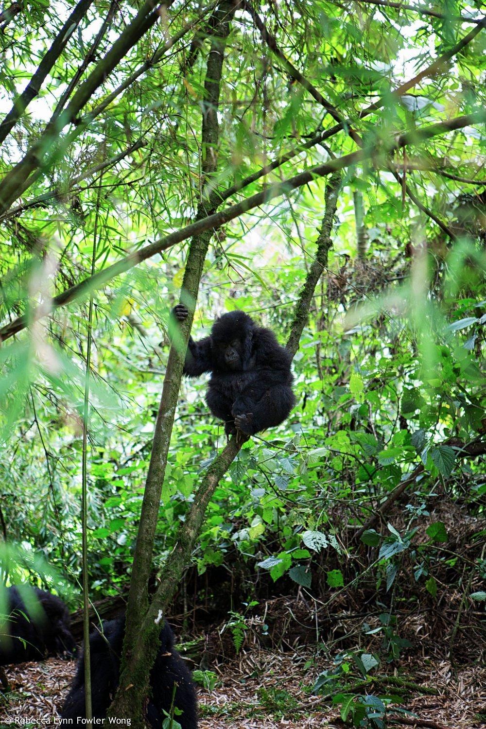 Mountain Gorilla View Lodge