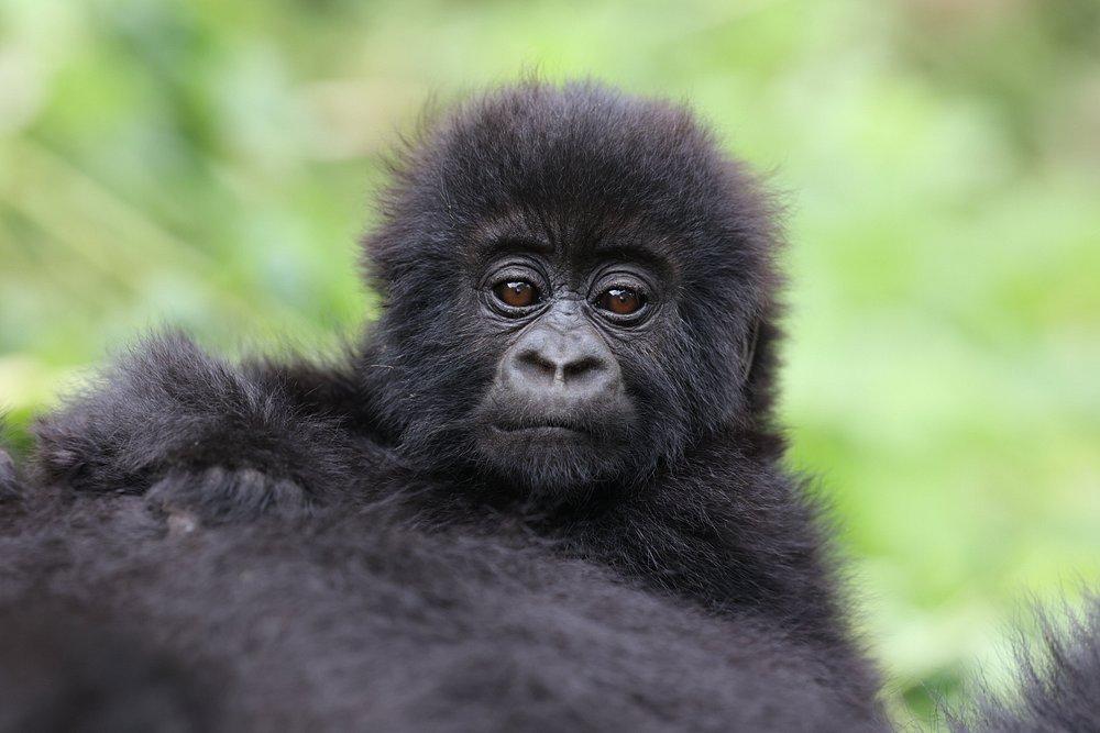 andBeyond Gorilla's Nest
