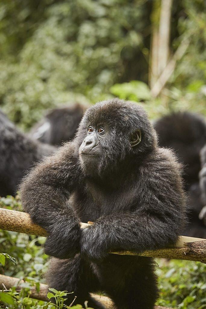 andBeyond Gorilla's Nest