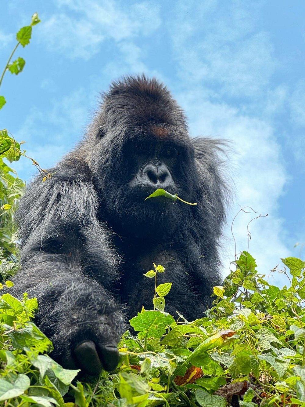 andBeyond Gorilla's Nest