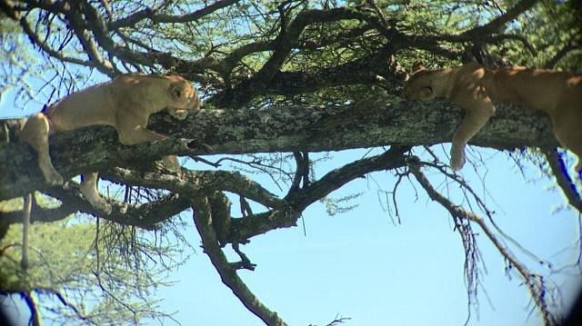 Four Seasons Safari Lodge Serengeti