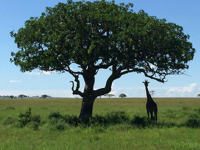 Four Seasons Safari Lodge Serengeti