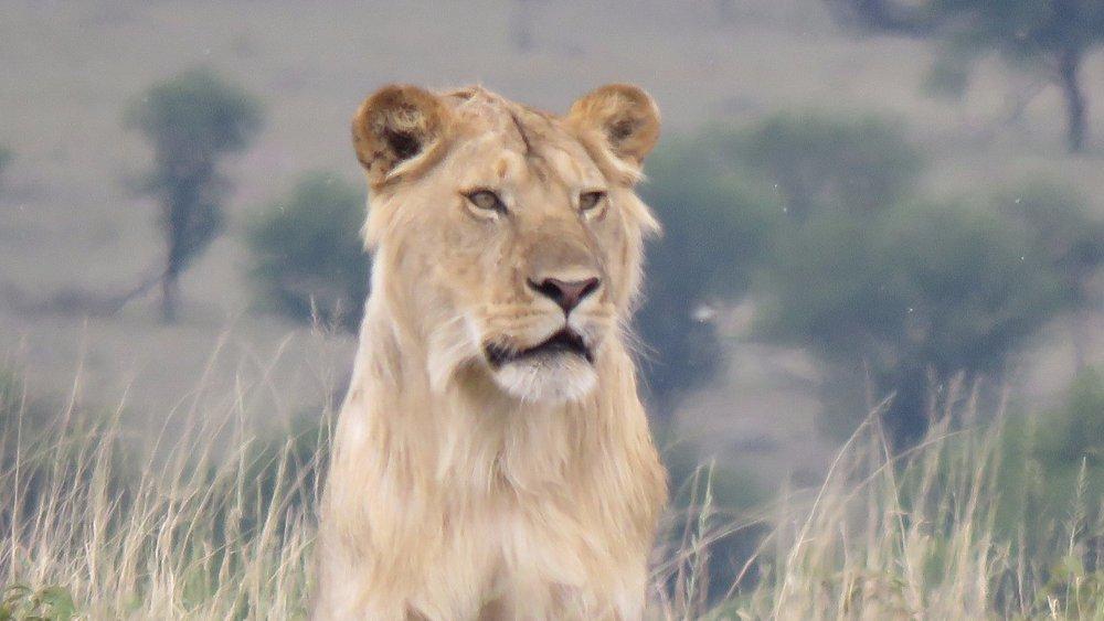 Four Seasons Safari Lodge Serengeti