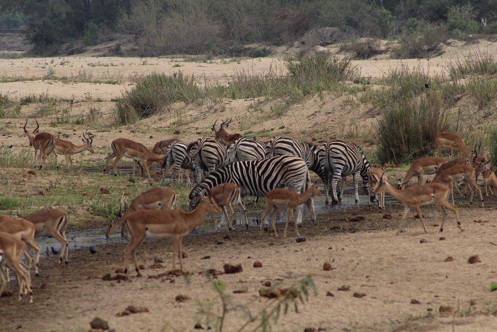 MalaMala Game Reserve