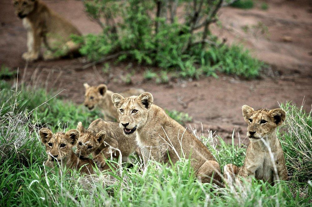 Singita Sweni Lodge