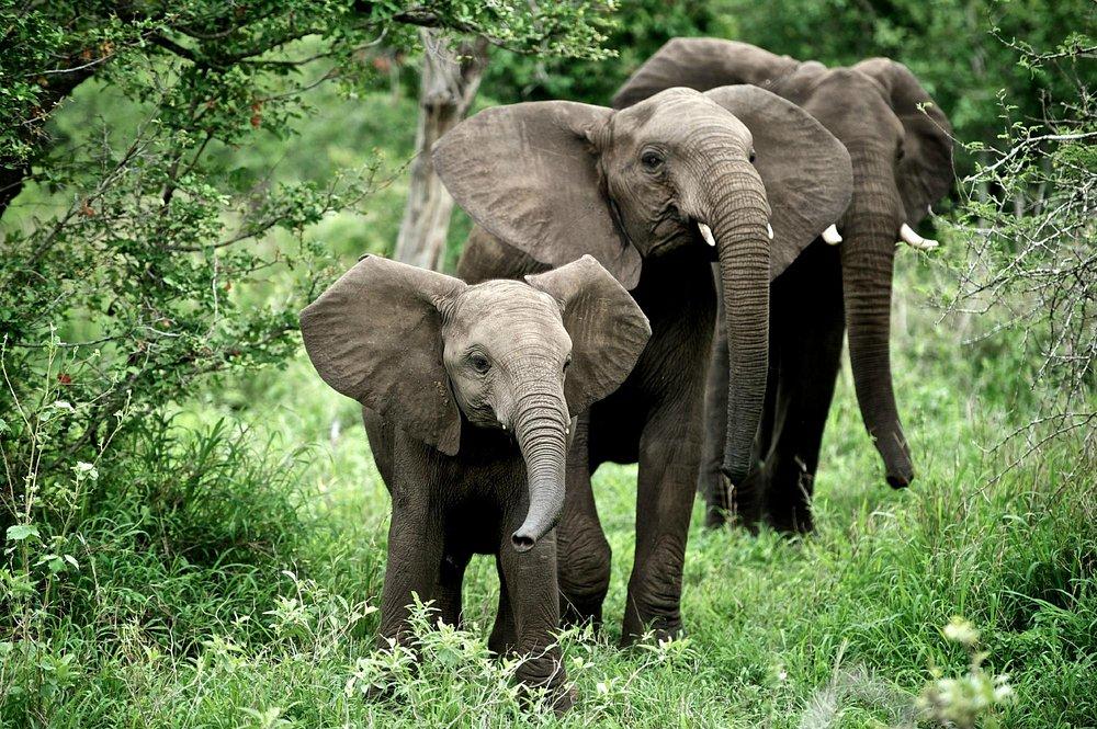 Singita Sweni Lodge