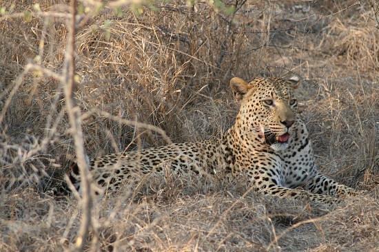 Londolozi Tree Camp