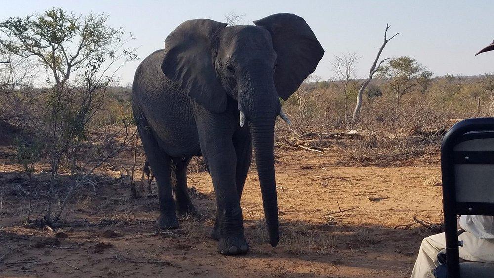Londolozi Tree Camp