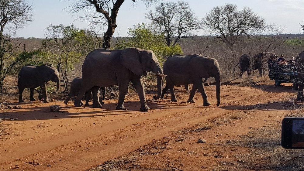 Thornybush Game Lodge