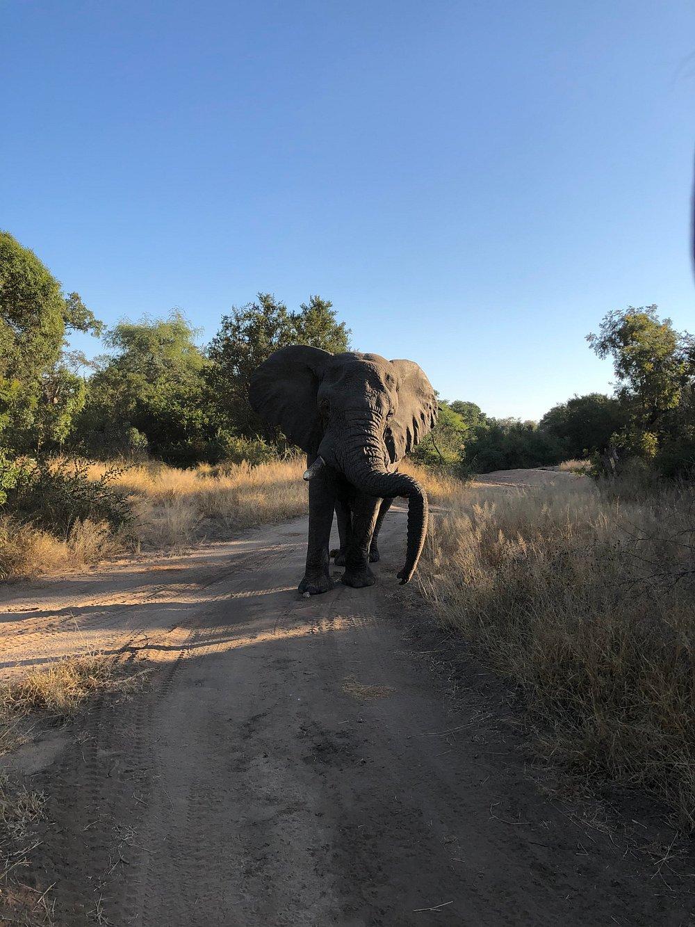 Thornybush Game Lodge