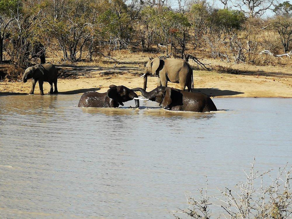 Thornybush Game Lodge