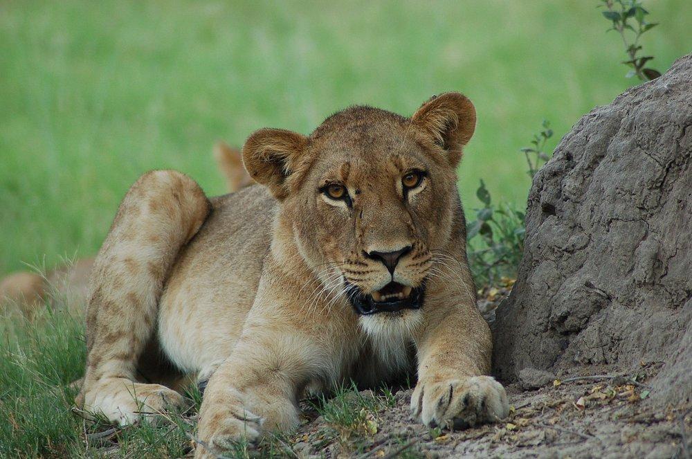 andBeyond Sandibe Okavango Safari Lodge