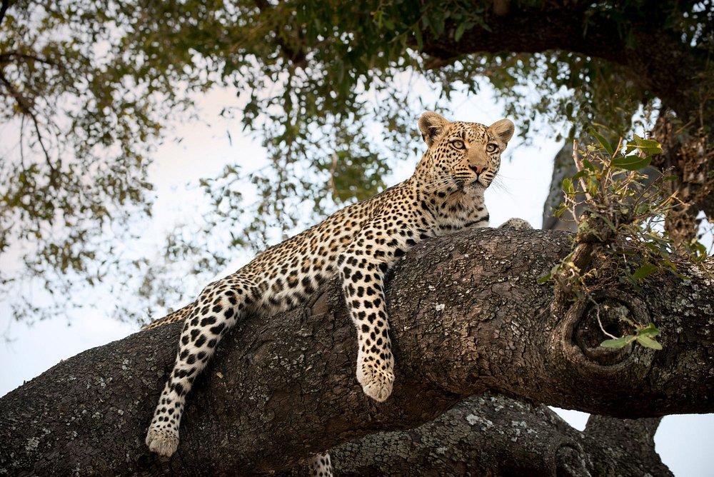 andBeyond Sandibe Okavango Safari Lodge