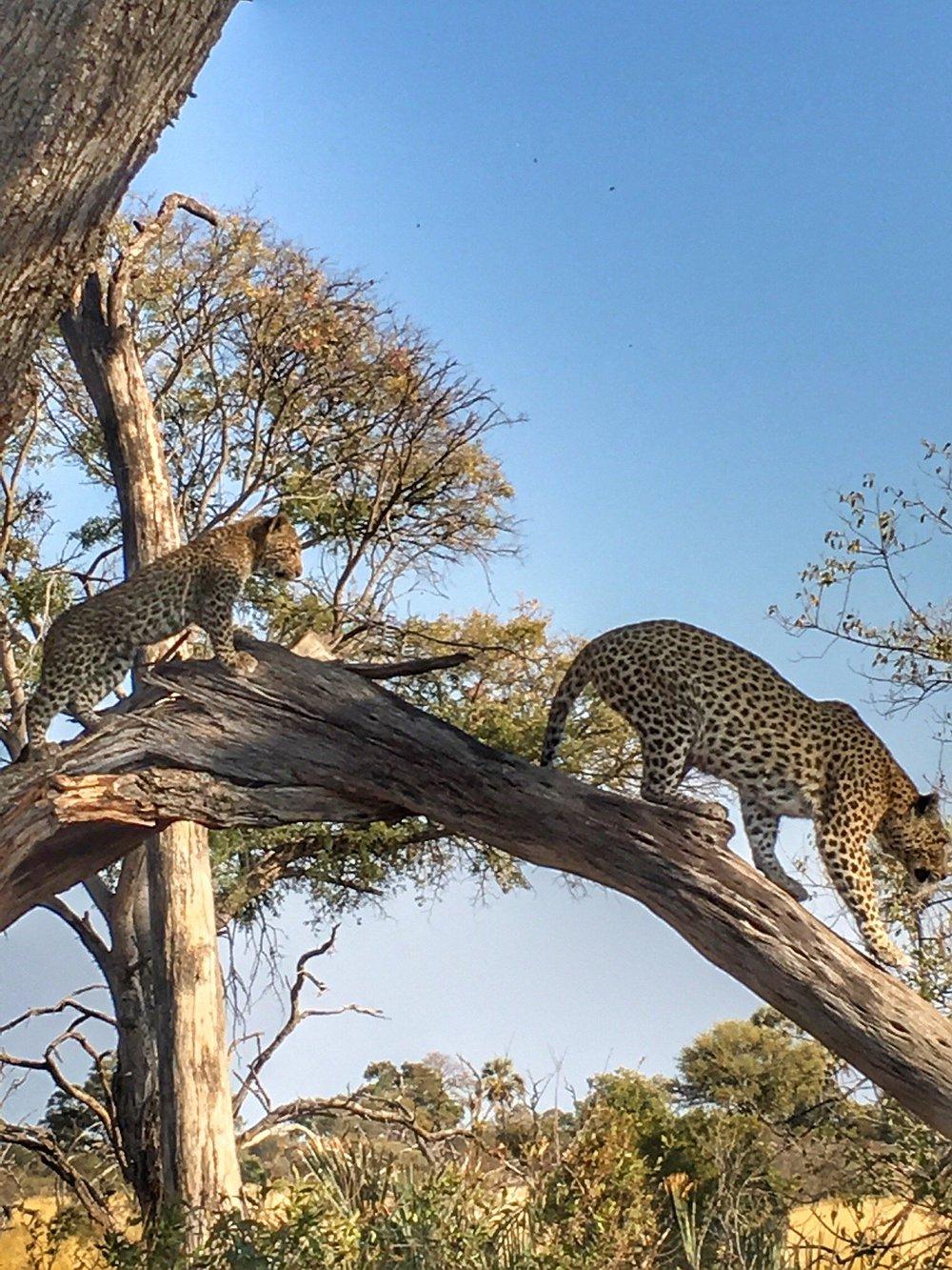 andBeyond Sandibe Okavango Safari Lodge