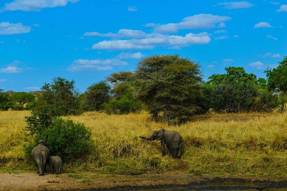 Serengeti Serena Safari Lodge