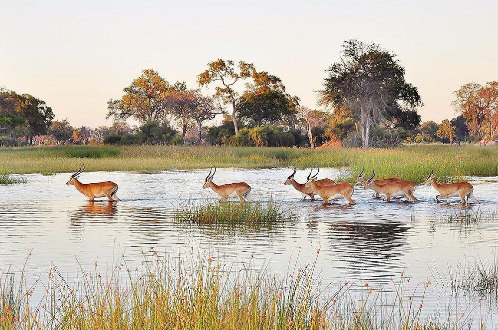 Vumbura Plains