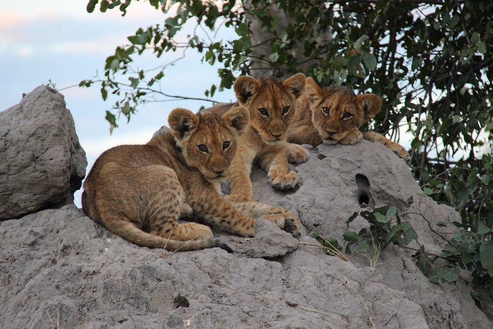 Selinda Camp
