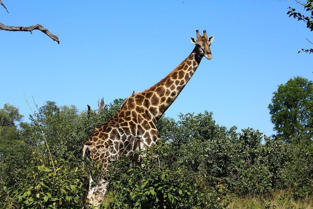 Selinda Camp