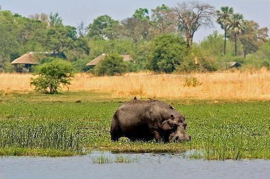 Selinda Camp