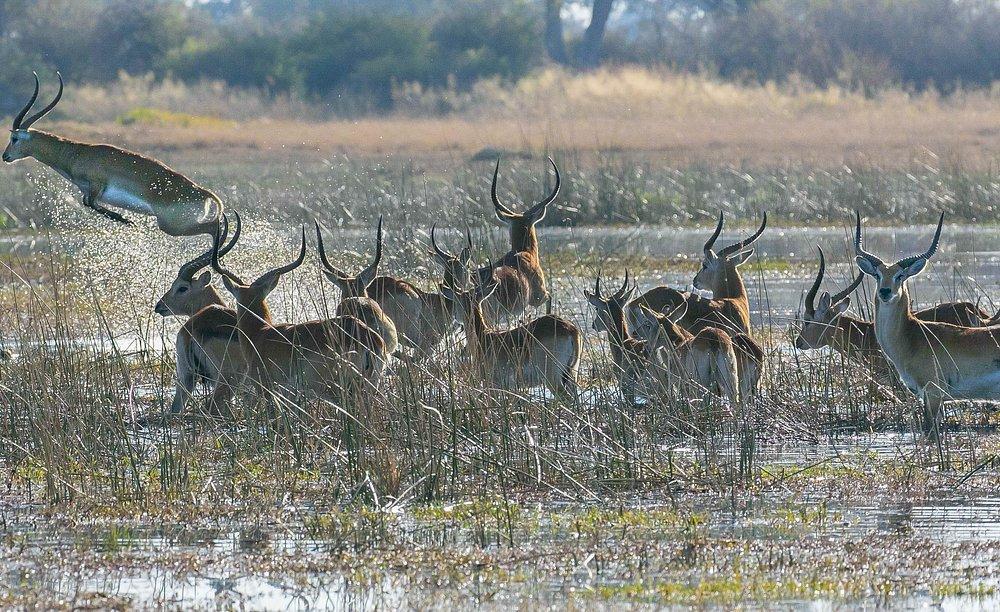 Kwando Lagoon Camp