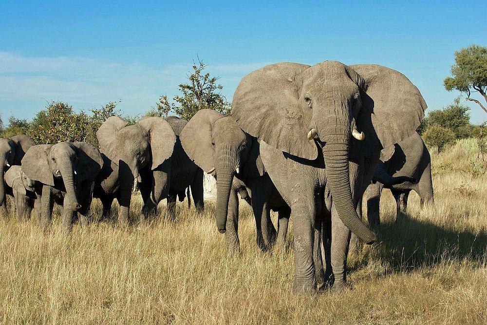 Wilderness Safaris Chitabe Camp