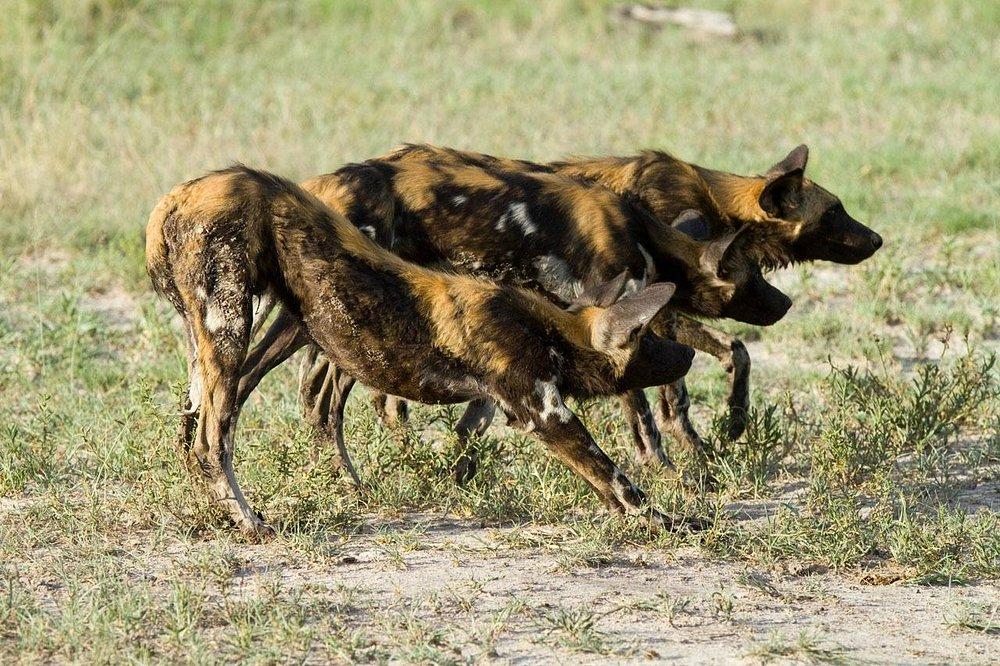 Wilderness Safaris Chitabe Camp