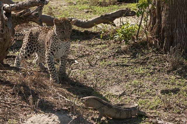Wilderness Safaris Chitabe Camp