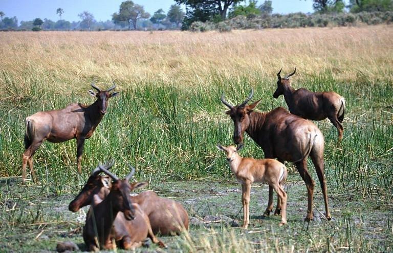 Wilderness Safaris Chitabe Camp