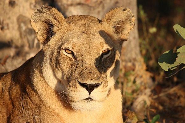 Wilderness Safaris Little Vumbura