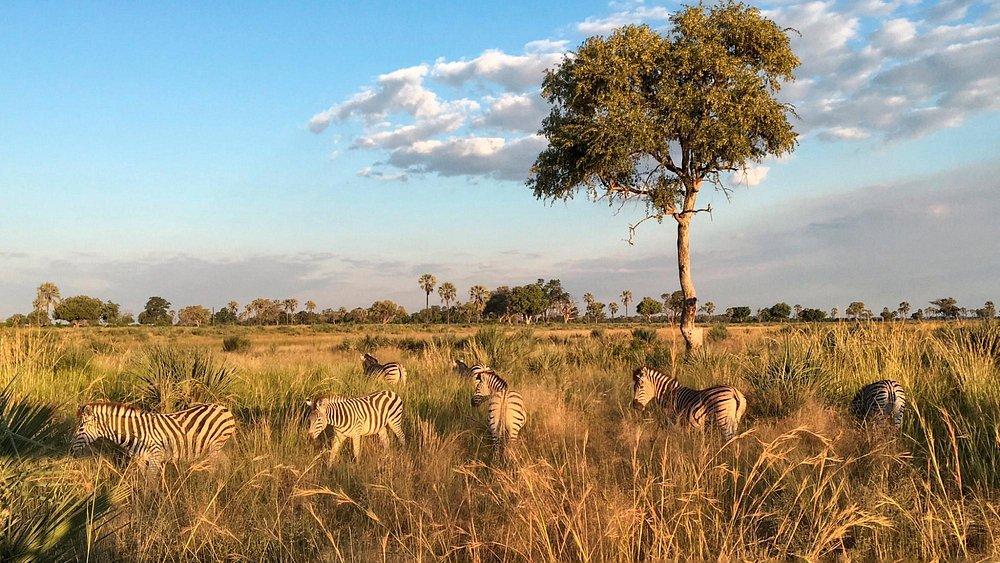 Xigera Safari Lodge