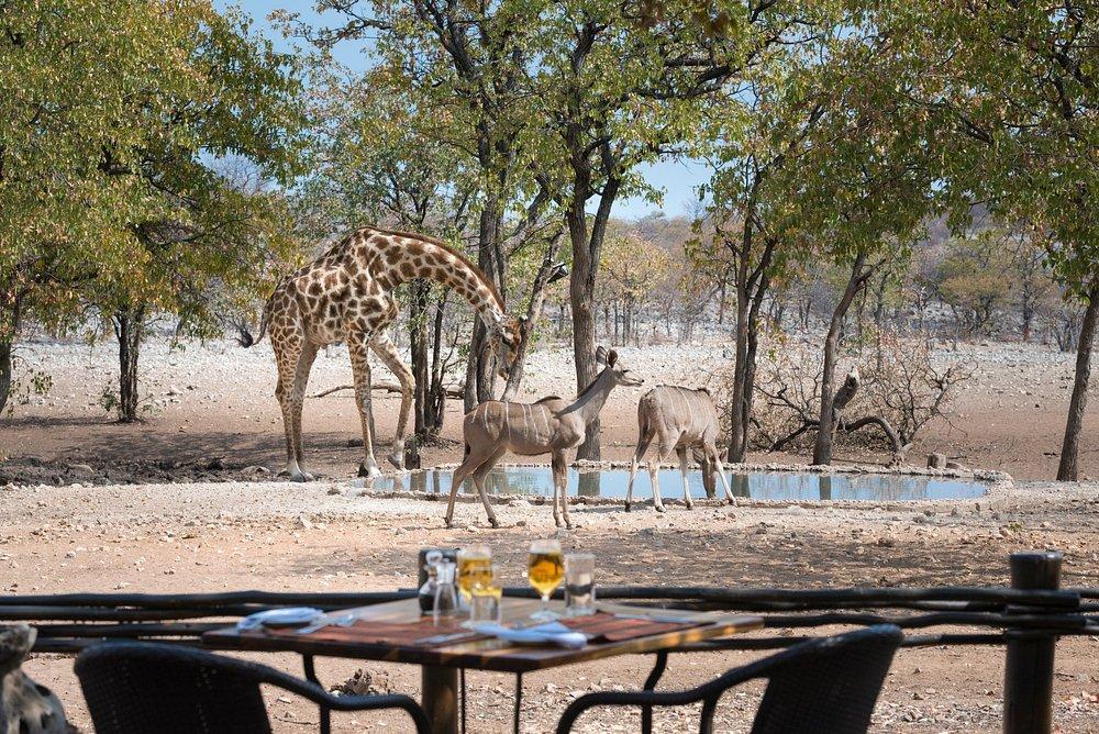 Ongava Tented Camp