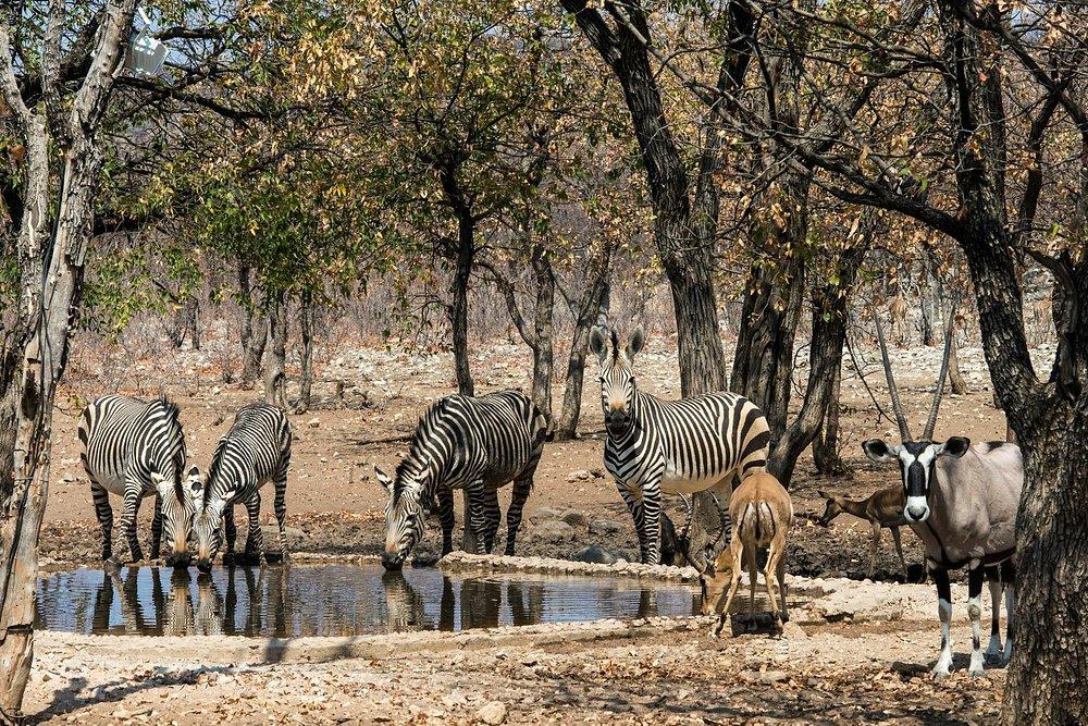 Ongava Tented Camp