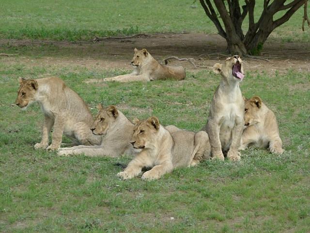 Ongava Lodge
