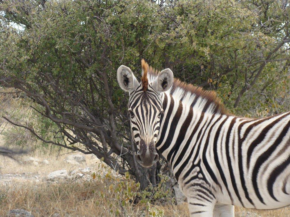 Mushara Bush Camp