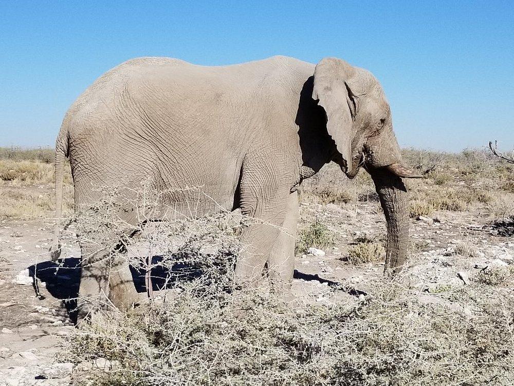 Mushara Bush Camp