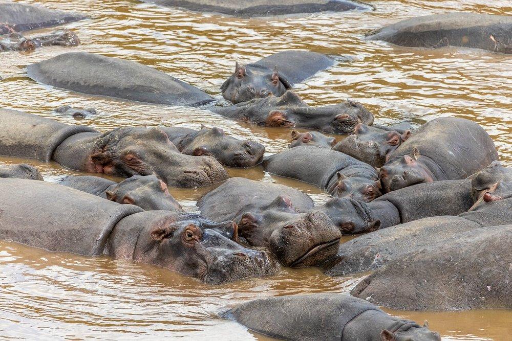 Sentrim Mara Camp