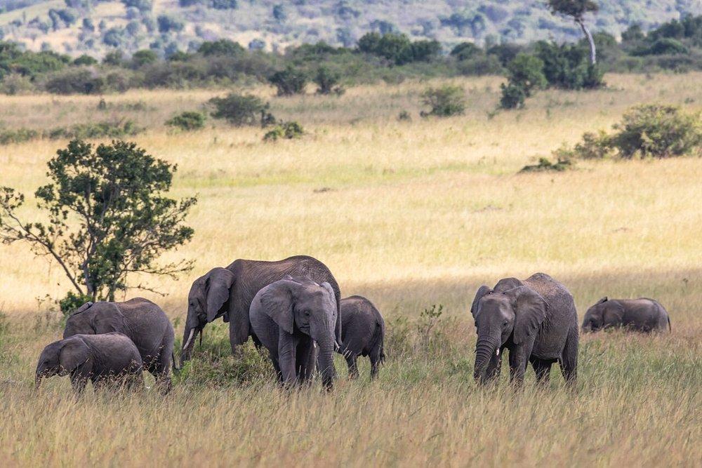 Sentrim Mara Camp